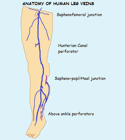 Anatomy of the leg veins: Dr Avinash Dal unit